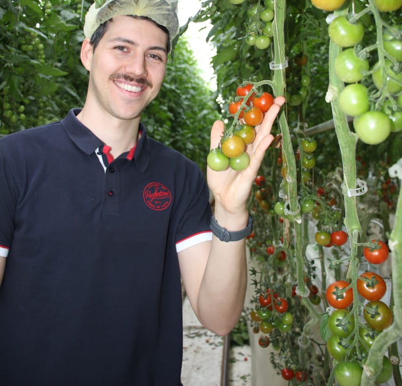 Tomatoes and cucumbers, grown to perfection at Two Wells post image