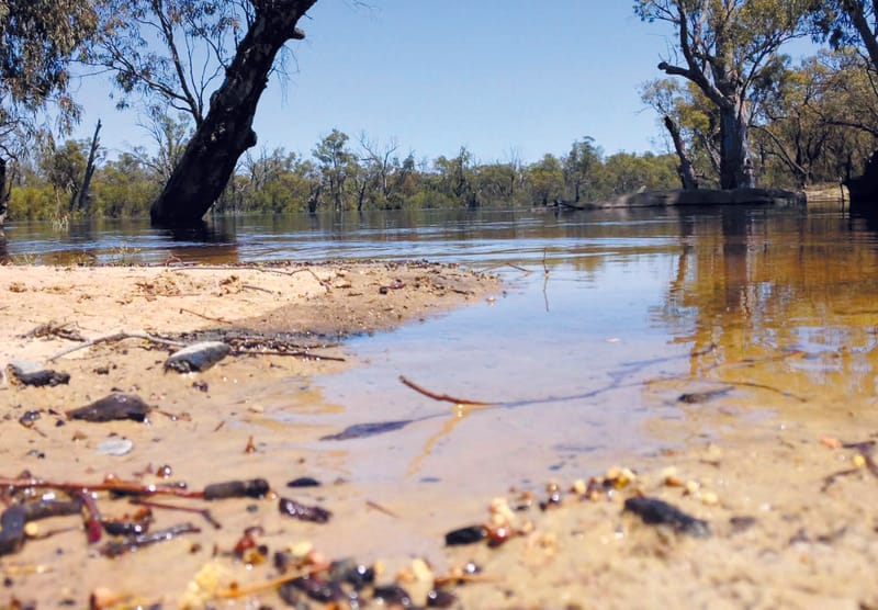 High flows hitting SA water quality post image