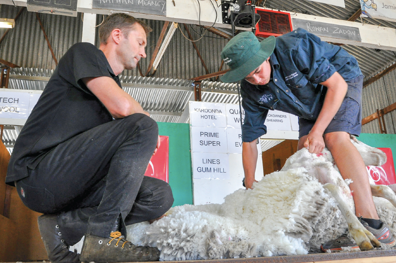 Shear your way to success with labour shortage expected on sheep farms post image