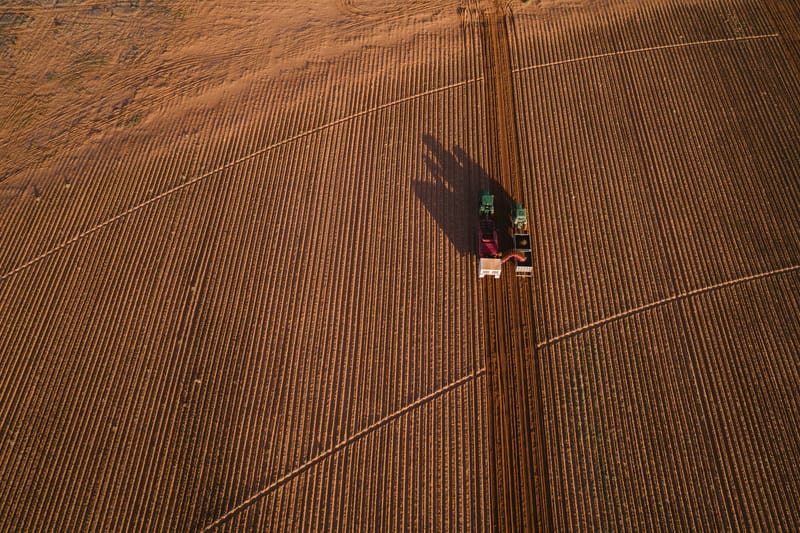 Potato shortage clear as spud post image