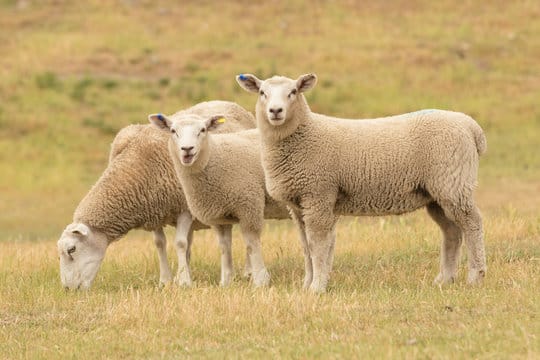 MLA’s Sheep Genetics program goes from strength to strength post image