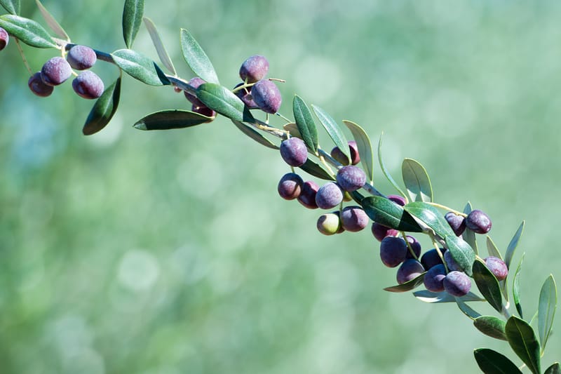 Olive Grove’s new era post image