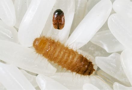 National prevention plan to battle the khapra beetle post image