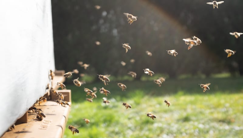 Next steps in preparing SA for varroa mite post image