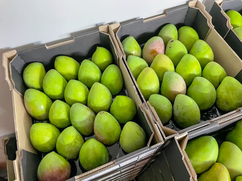 Riverland mangoes making an entrance… Mango-nificent post image