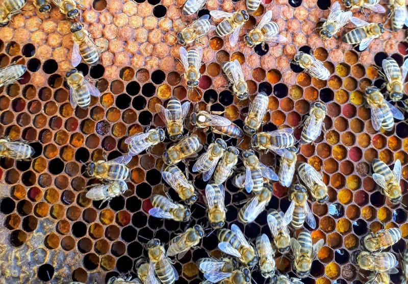 ‘Destructor’ mite detection puts SA beekeepers on alert post image