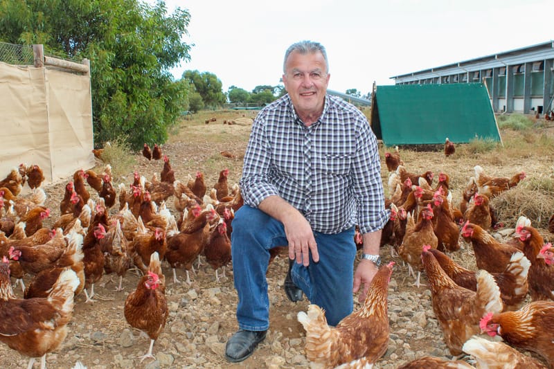 Dawn of sustainable Day for egg industry post image