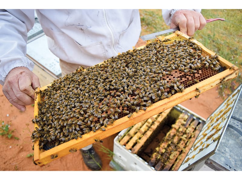 Restrictions in place to combat varroa mite post image