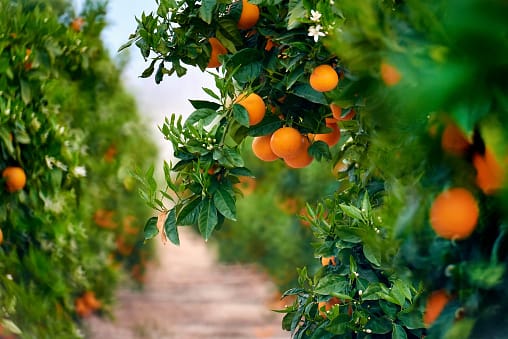 Export market improvements, biosecurity vital to citrus future post image