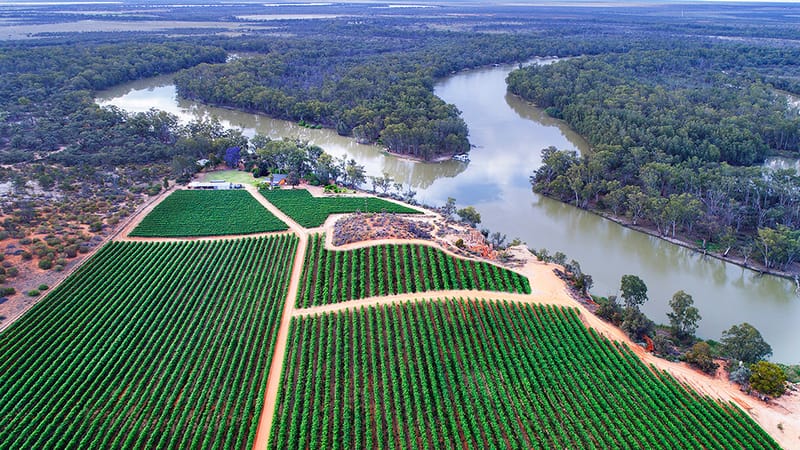 No tank space for Riverland grapes, no demand for local wines… Growers ‘under siege’ post image