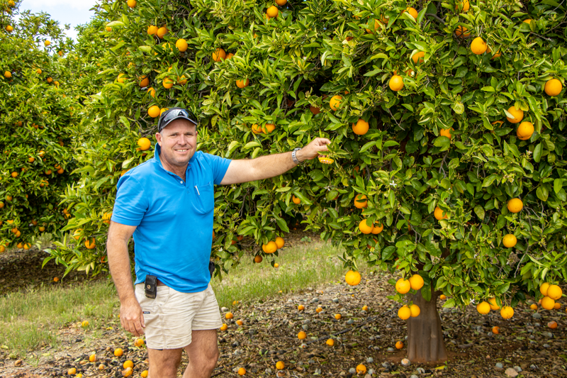 Growers bank on fruit fly taking the bait post image