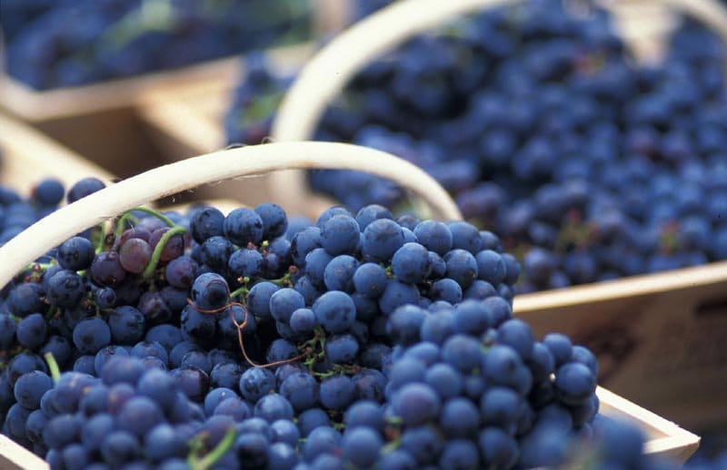 Wine industry among business groups concerned about IR Bill post image