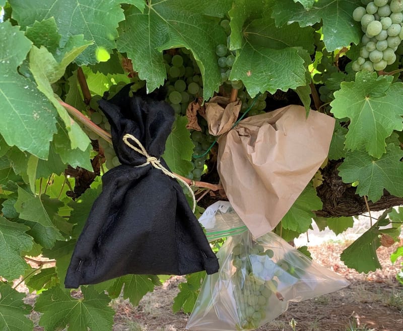 Promising new technology helping grapevine smoke taint post image