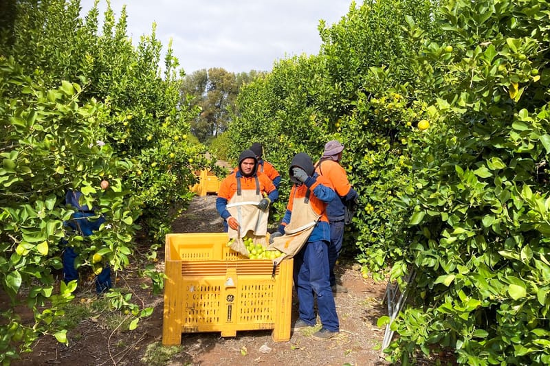 Labor confirms Ag Visa scheme changes post image