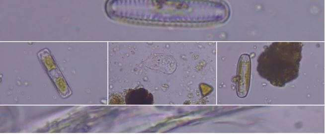 Soil microbes - farming with your underground livestock for healthy soil post image