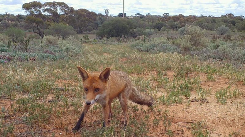 Foxes heading for their baited homes post image