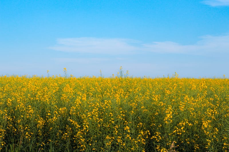 John Lush, Mallala dryland farmer, Adelaide Plains councillor post image