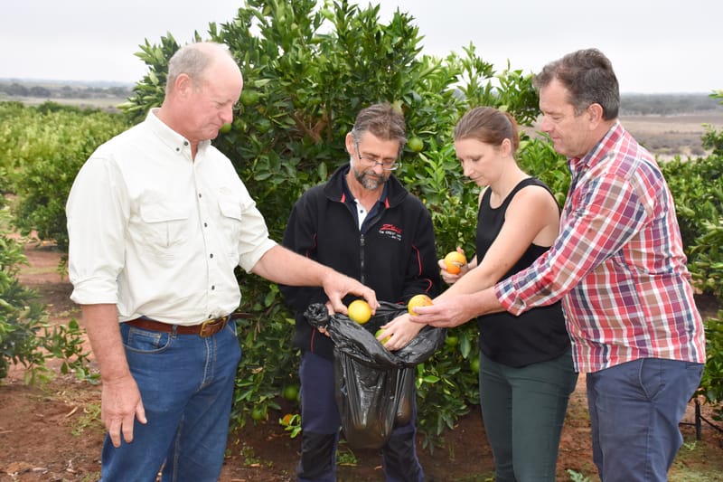 Fruit fly quarantine restrictions imposed on Riverland town post image