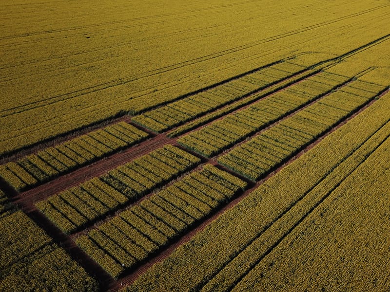 SA sowing guide helps pick winners post image