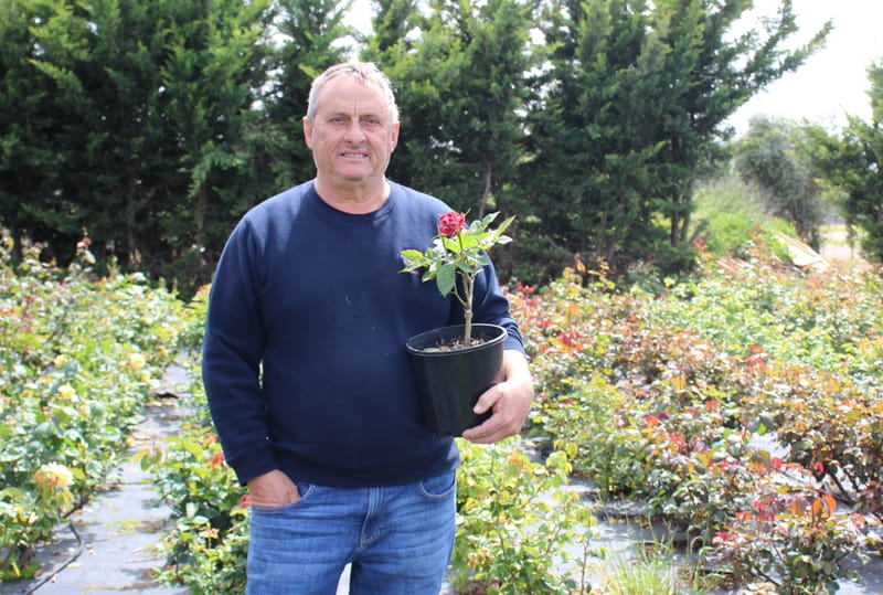 For the love of roses, farm blooms post image