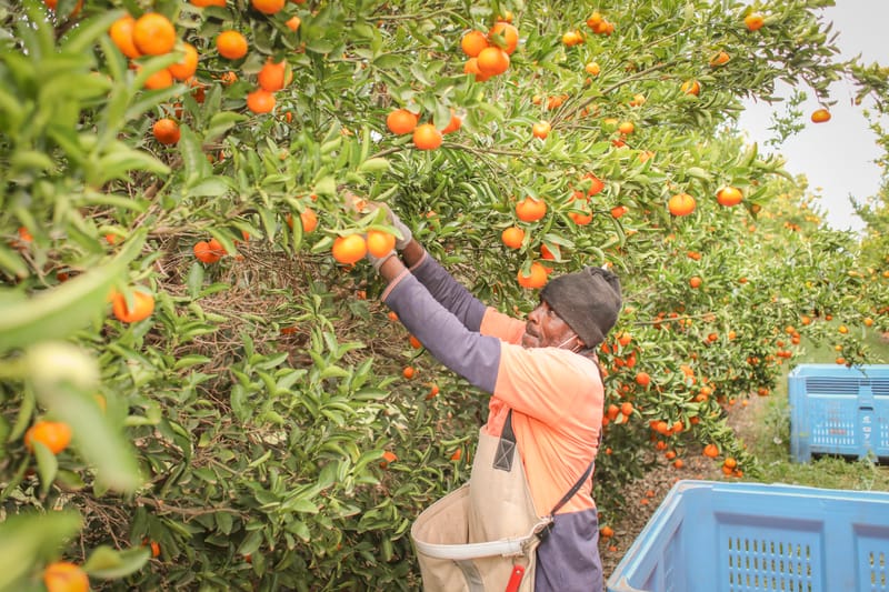 Citrus SA: May picking guide and production tips post image