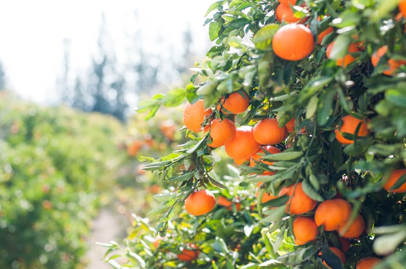 Citrus resources to save growers ‘time and money’ post image