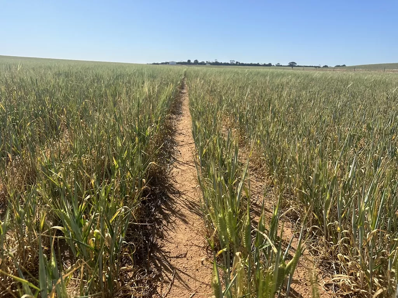 Understanding nutrient removal and maximising input efficiency for 2025 post image