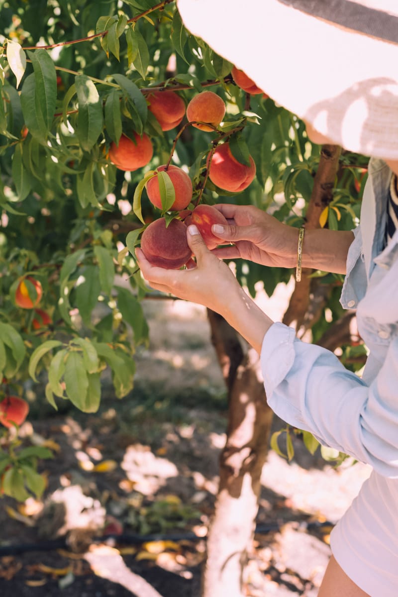Stone fruit takes $70m hit from labour problems post image