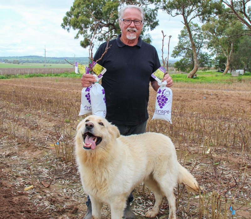 Next best grape starts here post image