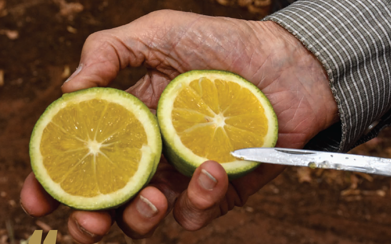 The cultivar king's legacy: study, experimentation and improvement post image