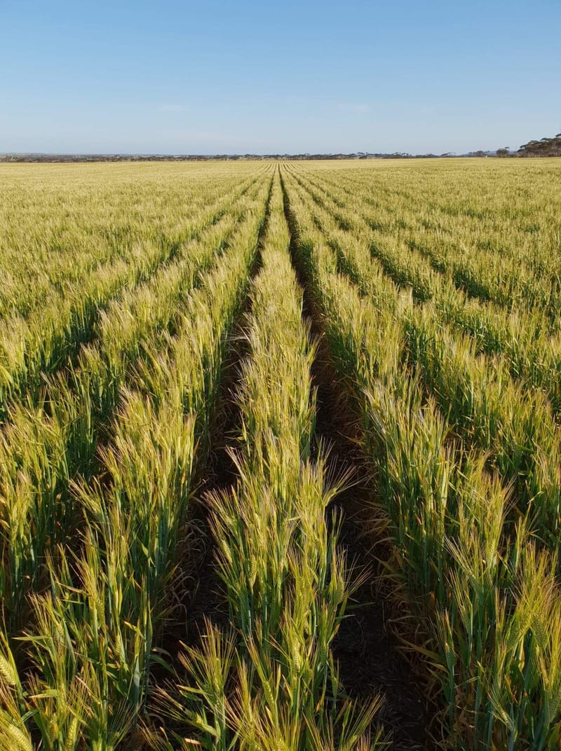 Wow, look at that (soil) acid go post image