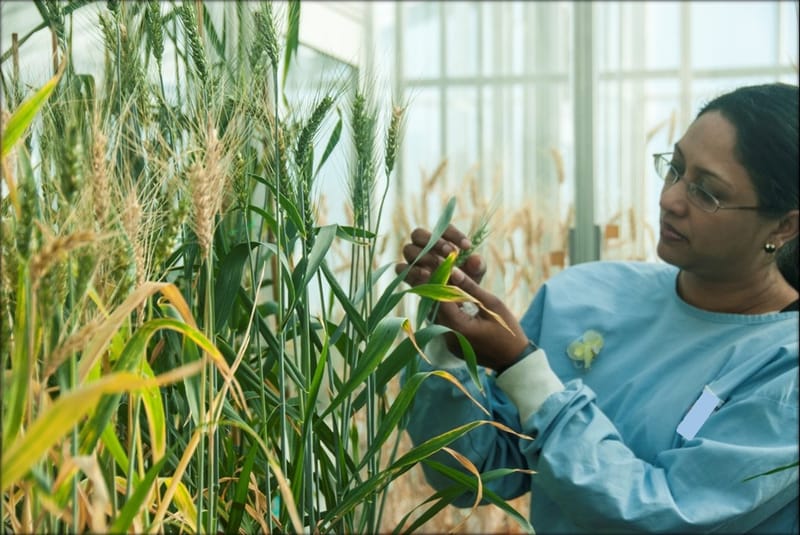 Developing stress resilient grain crops post image
