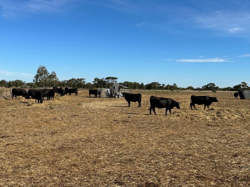 Breath testing cows for a better future post image