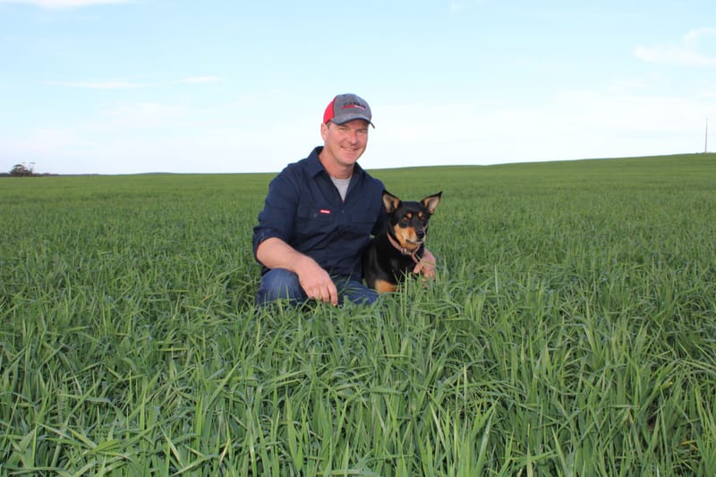 Farmers counting on more rainfall post image